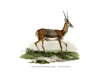 Antílope cervicapra, 1860